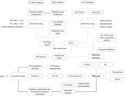 Exploring the therapeutic potential of “Tianyu” medicine pair in rheumatoid arthritis: an integrated study combining LC-MS/MS, bioinformatics, network pharmacology, and experimental validation